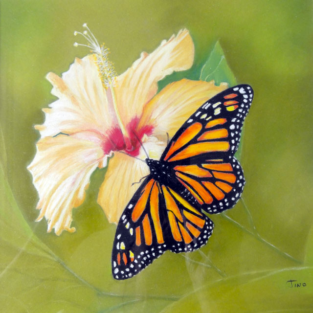 dessin pastel de papillon Le monarque