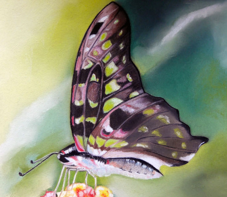 pastel d'une papillon asiatique