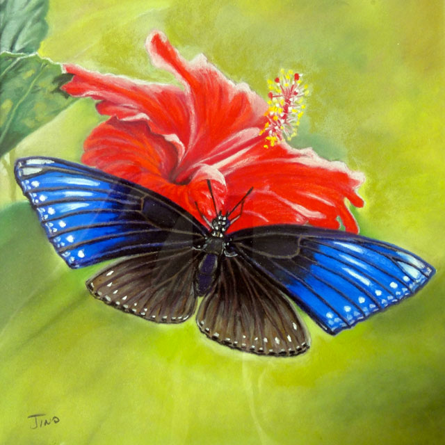 dessin pastel de papillon d'Asie